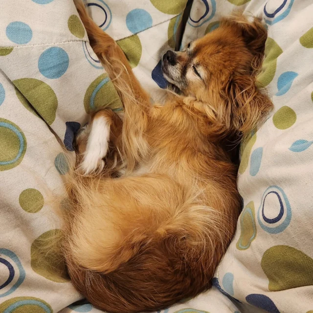 It's International Dog Day so The New Black's head of security deserves a permanent place in the feed.

Always snoozing on the job 😴

Thank you for you service Pedro 🙏

#internationaldogday #officedog